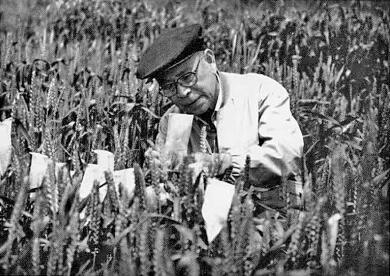 世纪耕耘 麦香华夏——追记中国科学院院士、小麦遗传育种学家庄巧生