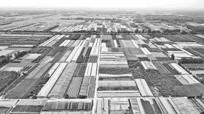 山东聊城冠县崇文街道优化农业种植结构 带动村民持续增收