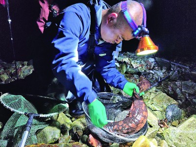 【科技前沿】遗传身份明确且野外稳定繁殖 我科学家发现大鲵野外纯种种群