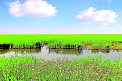 立法治根基 护湿地之美——聚焦湿地保护法正式实施