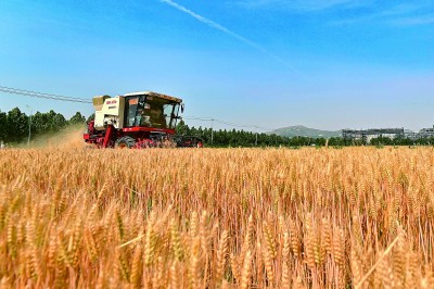 【大美中国】小麦归仓