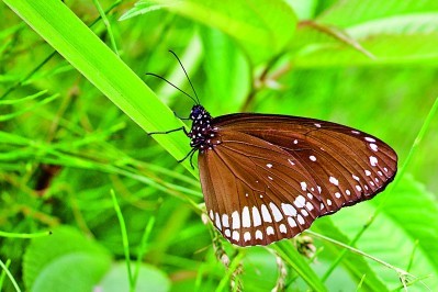 西藏发现新蝴蝶物种
