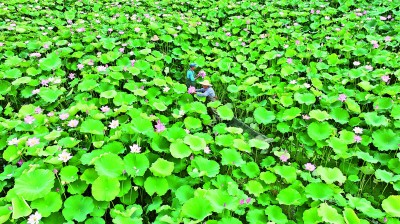 【大美中国】夏日荷塘