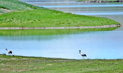 三江源之夏 三江源之夏