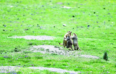 三江源之夏 三江源之夏