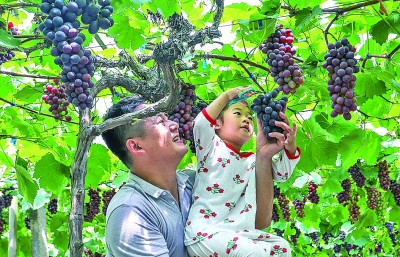 江西萍乡：以科技兴农 用生态种植技术提升果蔬品质