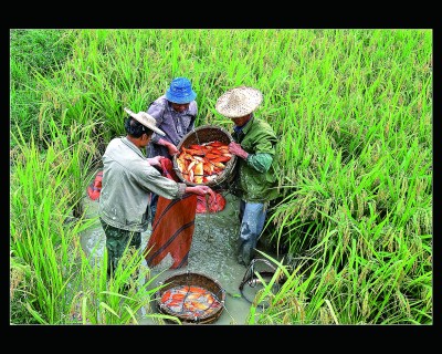 穿越千年，农业智慧闪耀绿水青山间