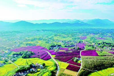 【大美中国】紫薇花开