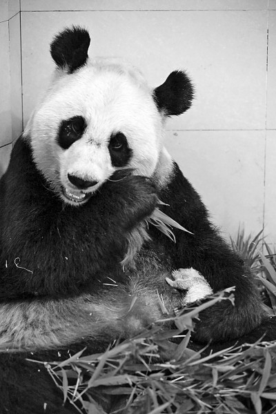 四川卧龙诞生全球圈养大熊猫最重幼仔