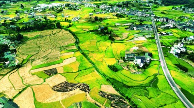 【大美中国】抢收水稻保丰收