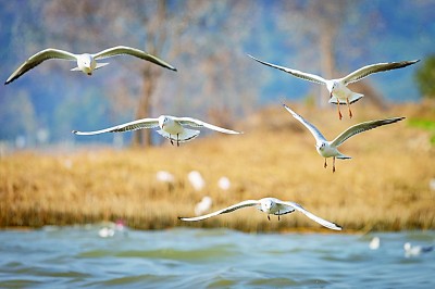 苏州太湖生态岛：为太湖增添美丽色彩