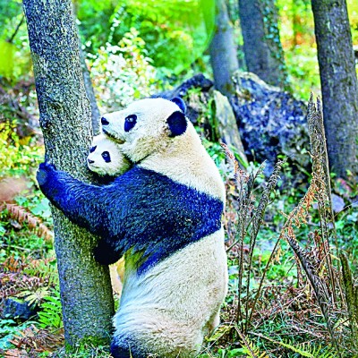 大熊猫野化记
