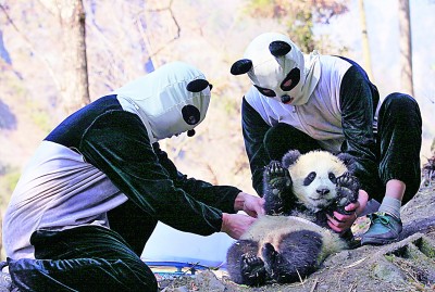 大熊猫野化记
