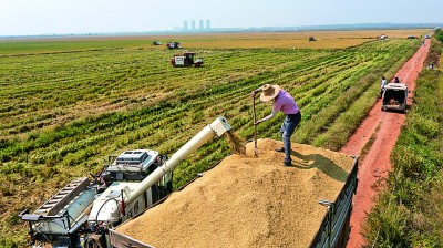 江西共青城：水稻收割忙