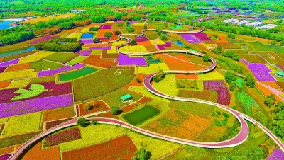 航拍江苏宿迁衲田花海