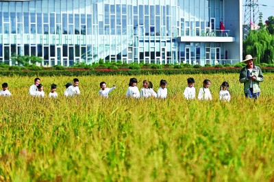 农技人员带领小朋友参观稻田