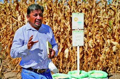 国际玉米小麦改良中心的试验田