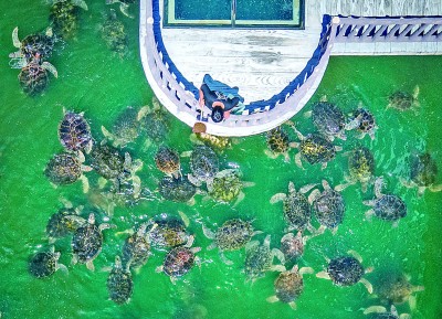 海龟“产床”守护记