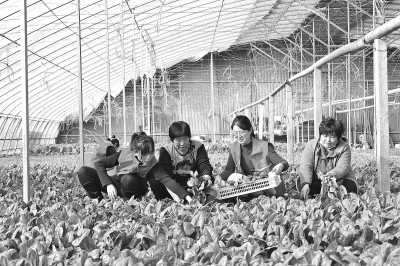 山东莘县燕塔街道：促进人才链和产业链深度融合 共促乡村振兴