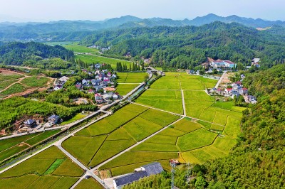 俯瞰太阳米稻田美景