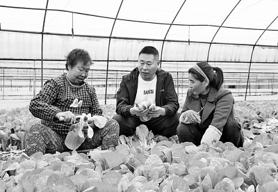 四川省成都市：发展现代农业 助力农民增收