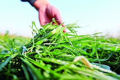 光明日报生态文明版:冬麦 光明日报生态文明版:冬麦