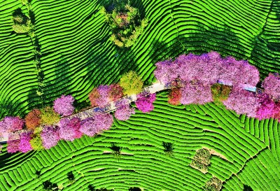 【大美中国】万亩茶园樱花开