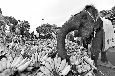 泰国“大象日”