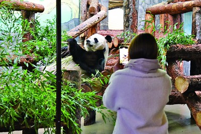 旅俄大熊猫“如意”“丁丁” 拉近中俄人民情感的友谊使者