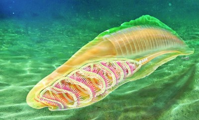 2022年度中国古生物学十大进展发布——这些古生物之谜被揭开