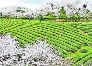 【大美中国】采茶