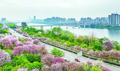 洋紫荆满城绽放