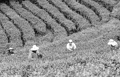 江西万安：发展壮大茶产业 助力乡村振兴