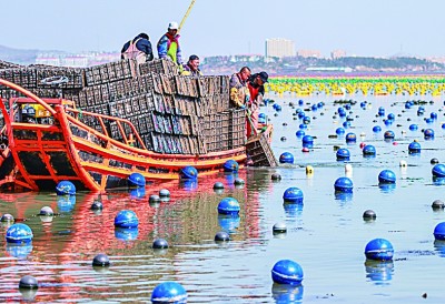山东荣成：推动鲍鱼产业做大做强