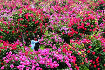 一花一草一水，涵养一座城