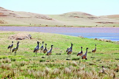 罕见！云南大山包19只黑颈鹤仍停留越冬地