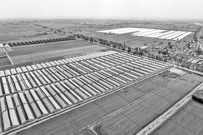 黄河岸边打造现代化蔬菜基地