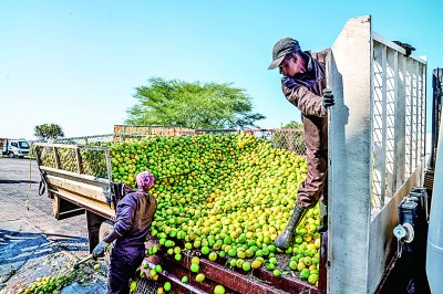 南非柑橘收获季
