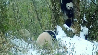 近千份监测数据反映活动规律 四川卧龙首次拍到白色大熊猫正脸