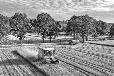 农机手操作大型收割机收割小麦