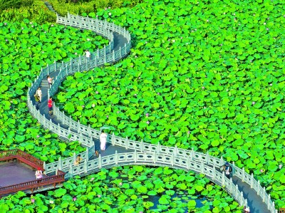 【大美中国】夏日荷花