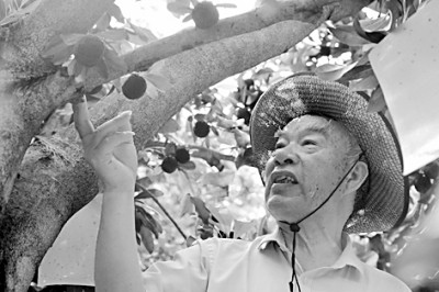 “杨梅司令”：让枝头结满“致富果”