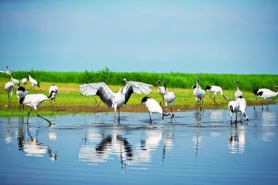 鹤舞湿地