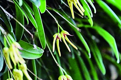 四川卧龙发现植物新种