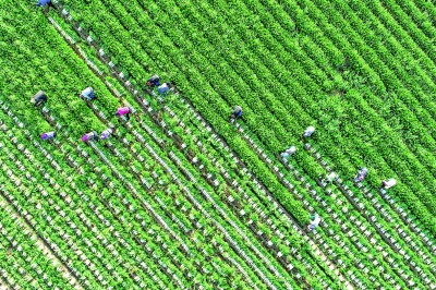 鄂尔多斯：萝卜产业链助农牧民增收