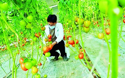 给作物“量身定制”一个家——走近青年设施农业科研工作者