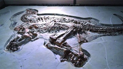 两具完整“热河生物群”恐龙化石修复完成