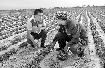 瞧，黄河口盐碱地上建起“新粮仓”