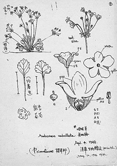 辨草识木 绘图修志——植物分类学家王文采的学术人生