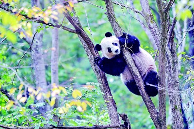 你好！国宝大熊猫